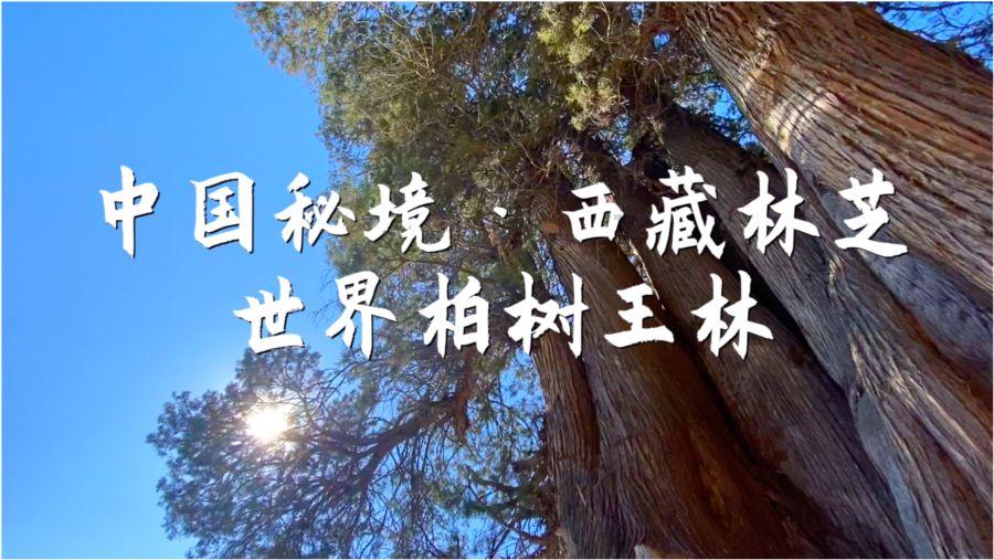 合金装备5